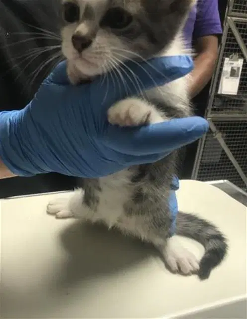 Unknown - Domestic Short Hair