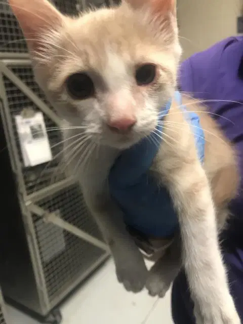Unknown - Domestic Short Hair
