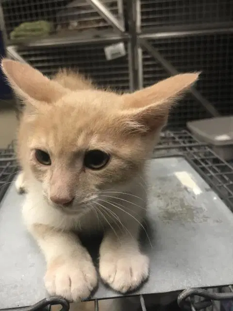Unknown - Domestic Short Hair