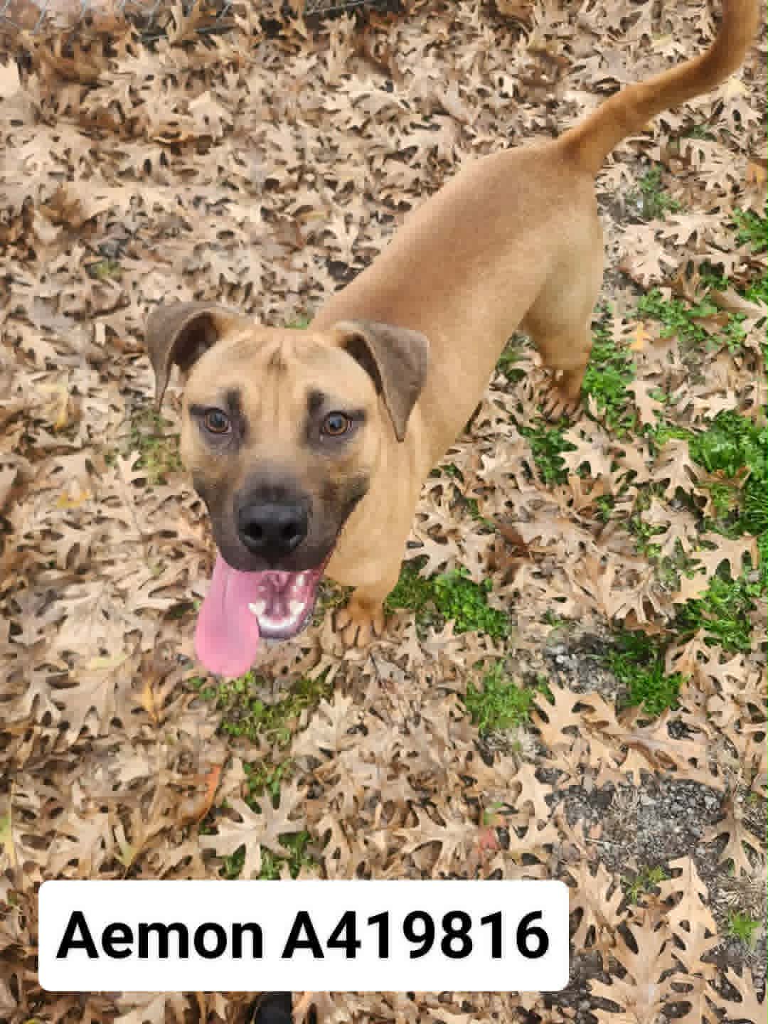 Aemon - Boxer