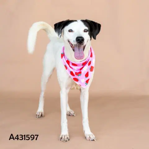 Unknown - Labrador Retriever