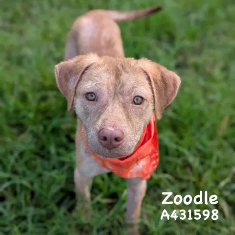 Zoodle - Labrador Retriever