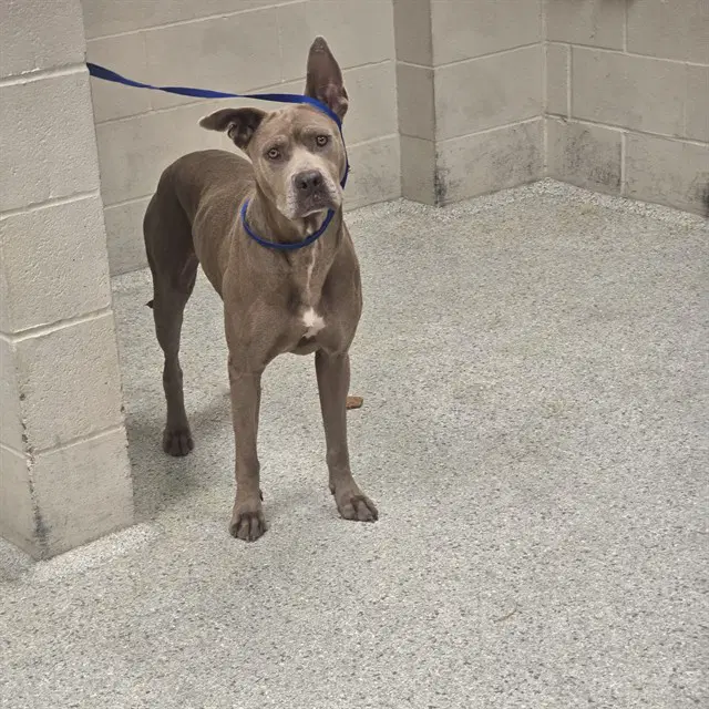 Unknown - Pit Bull Terrier
