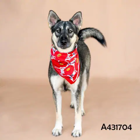 Misty - German Shepherd Dog