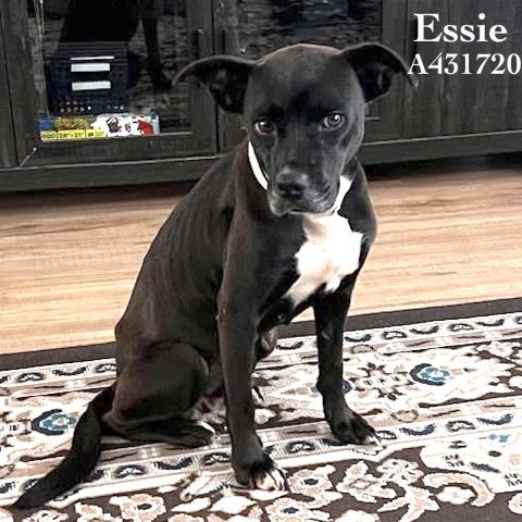 ESSIE