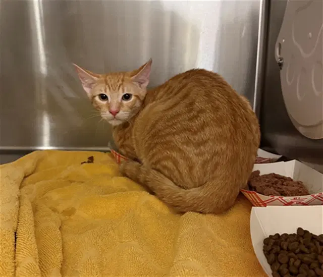 Stewie - Domestic Short Hair