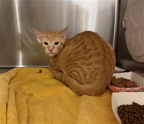 picture of the cat needing adoption
