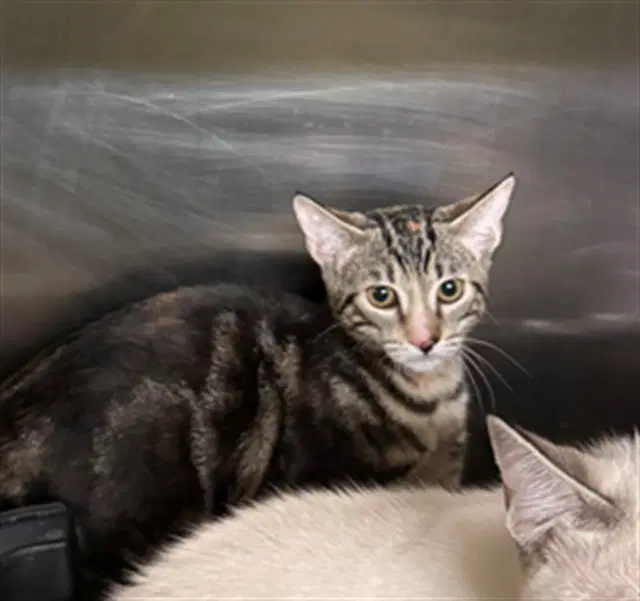 Soup - Domestic Short Hair