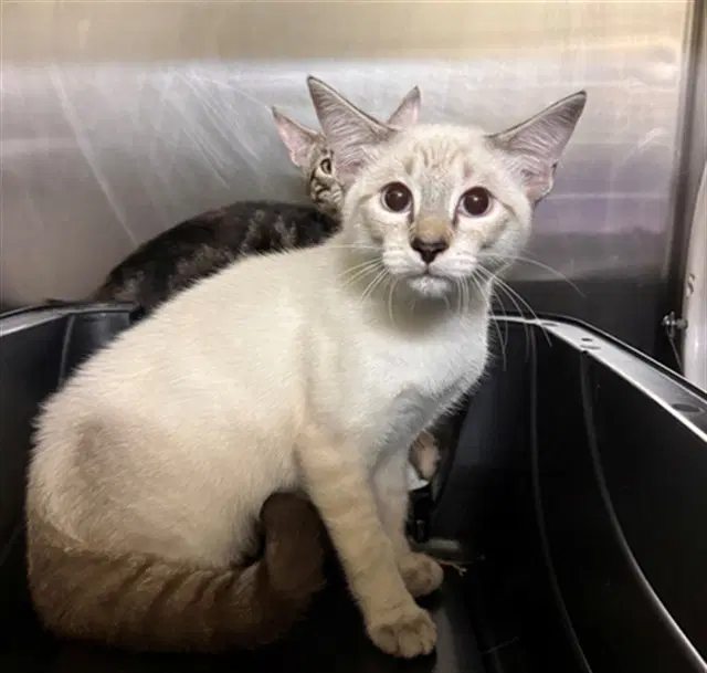Chowder - Siamese