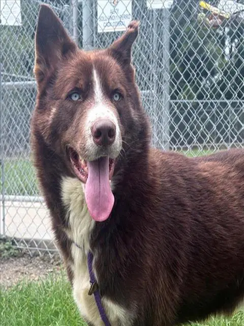 Hershey - Siberian Husky