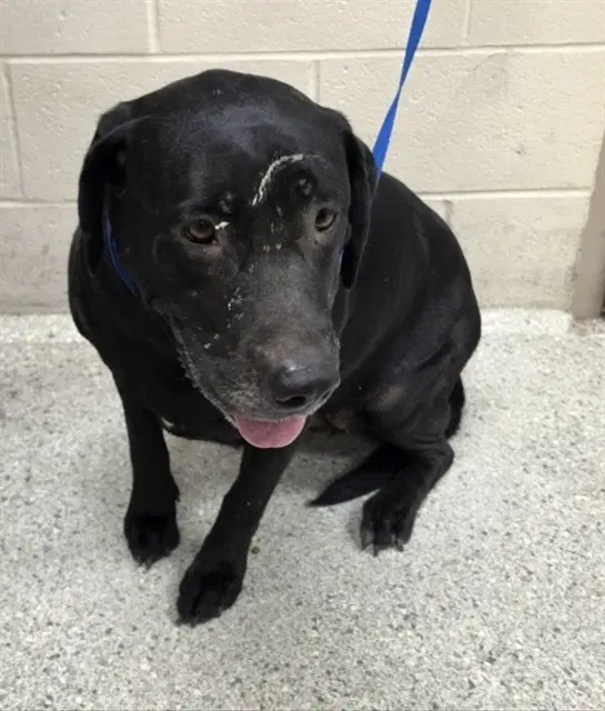 Bella - Labrador Retriever