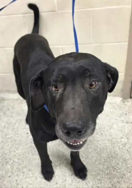 Buddy - Labrador Retriever