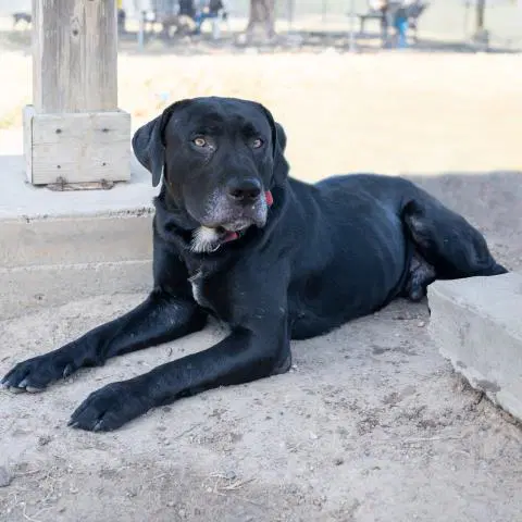 Buddy - Labrador Retriever