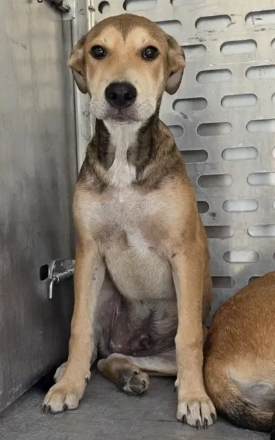 Unknown - Siberian Husky