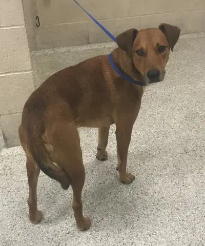 Unknown - Labrador Retriever