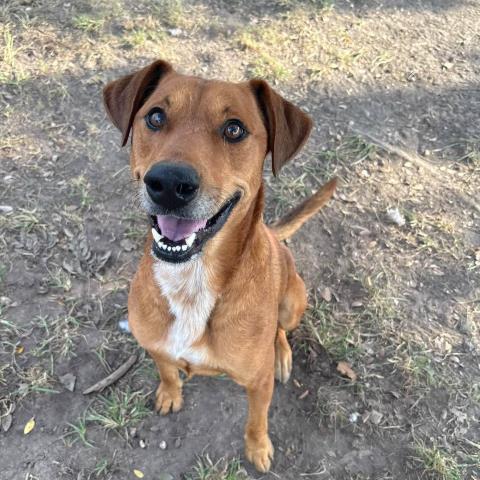CAIN, a dog for adoption from Montgomery County Animal Service Center
