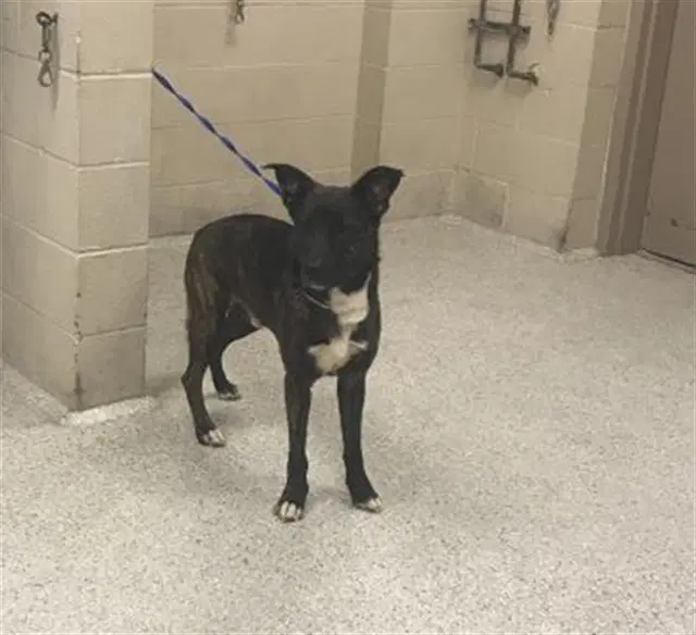 Unknown - Dutch Shepherd