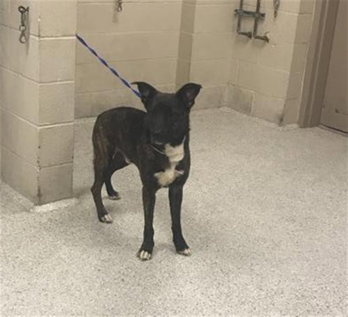 ATLAS, a dog for adoption from Montgomery County Animal Service Center