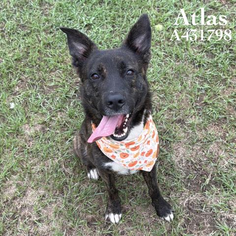 ATLAS