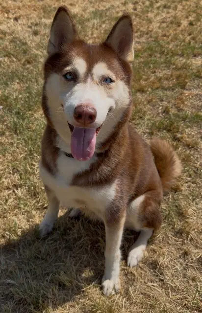 Nova - Husky