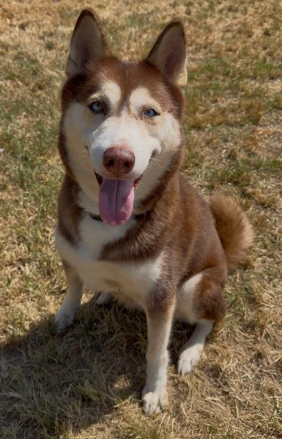 Nova