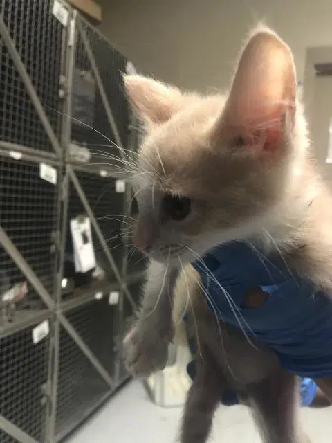 Unknown - Domestic Short Hair