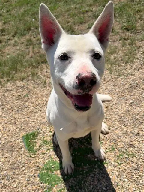 Maggie - Australian Cattle Dog/Blue Heeler