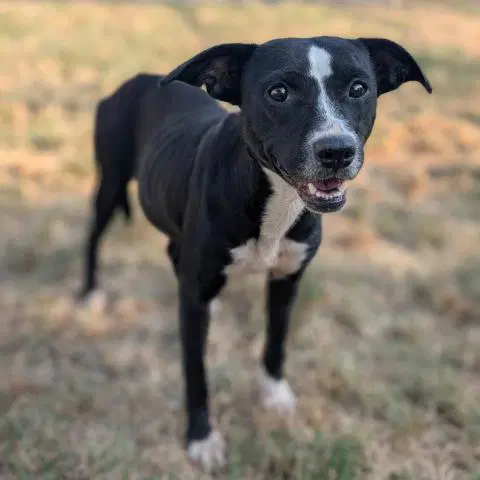 Unknown - Labrador Retriever