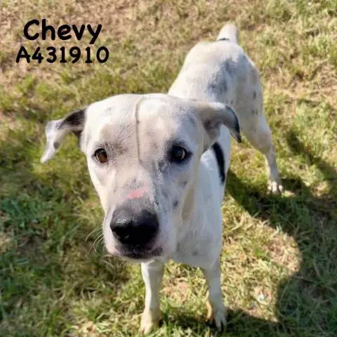 Chevy - Dalmatian