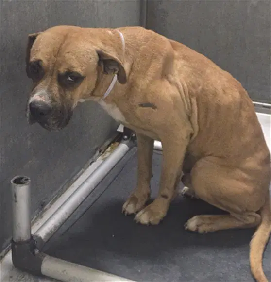 Unknown - Boxer