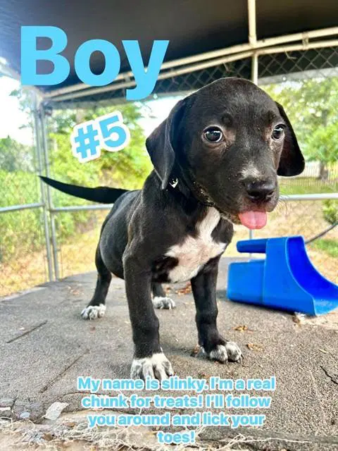 Slinky - Labrador Retriever
