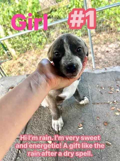 Rain - Labrador Retriever