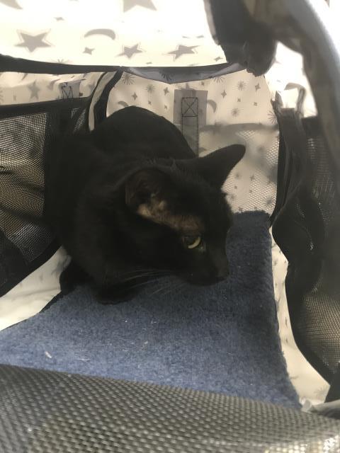 Thackery Binx