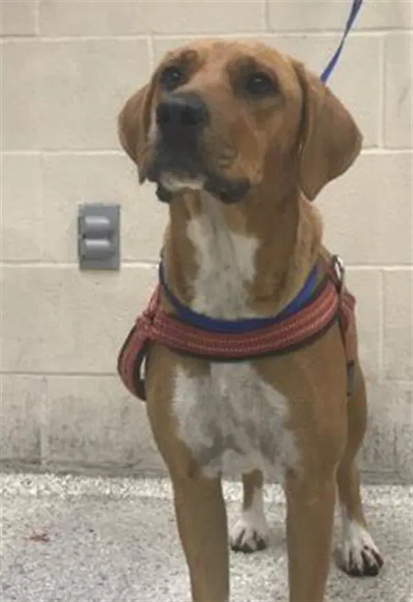 Patsy - Black Mouth Cur