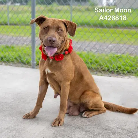 Sailor Moon - Labrador Retriever