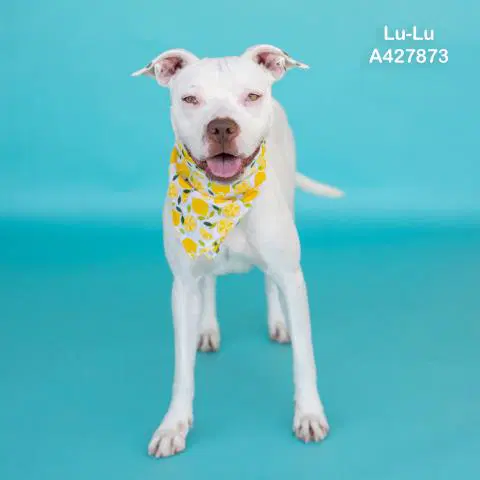 Lu-Lu - Pit Bull Terrier