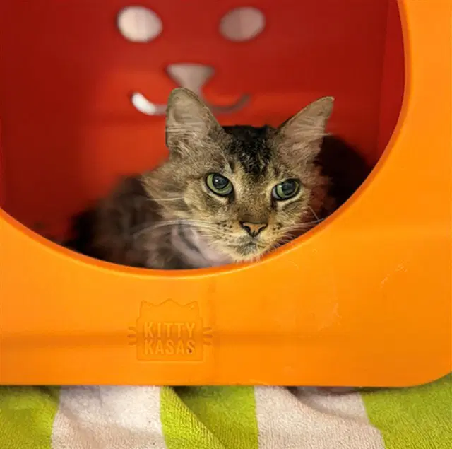 Unknown - Domestic Medium Hair