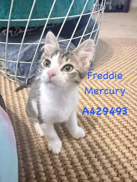 Freddie image 1