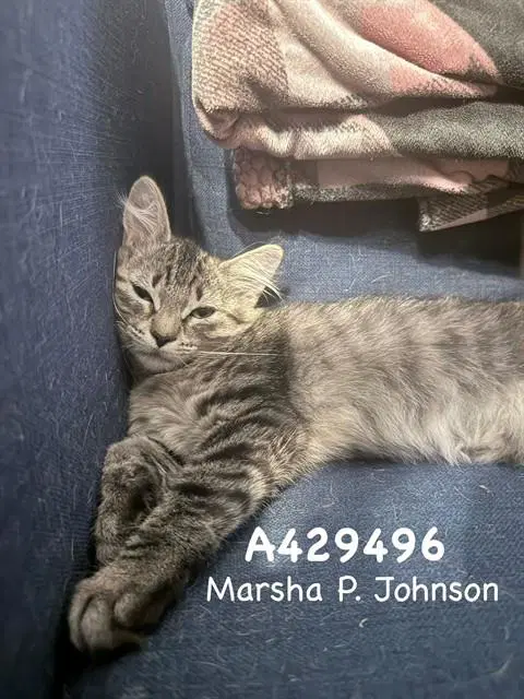 Marsha image 1