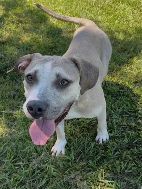 Vigo - Pit Bull Terrier