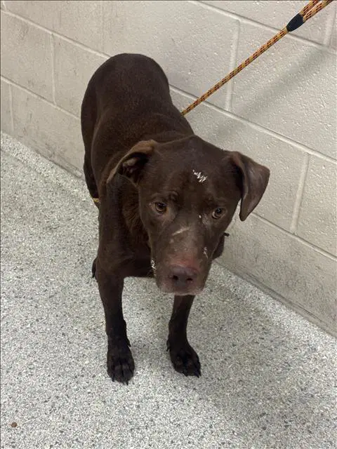 Beclan - Labrador Retriever