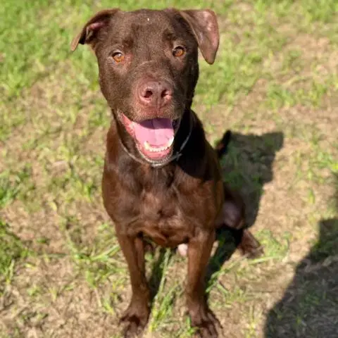 Beclan - Labrador Retriever