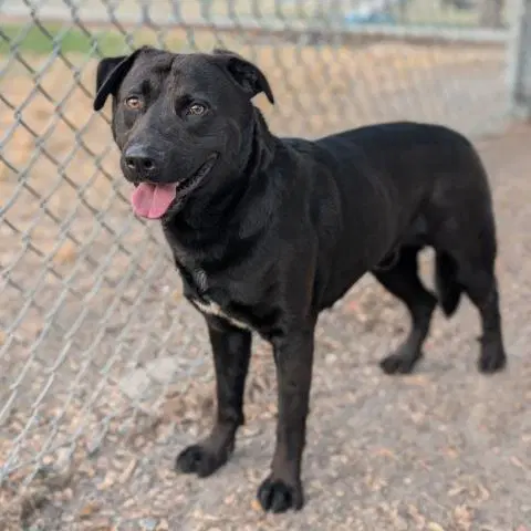 Splinter - Labrador Retriever