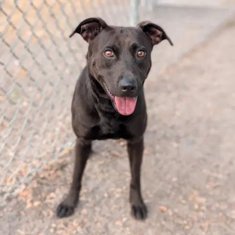 Auburn - Labrador Retriever