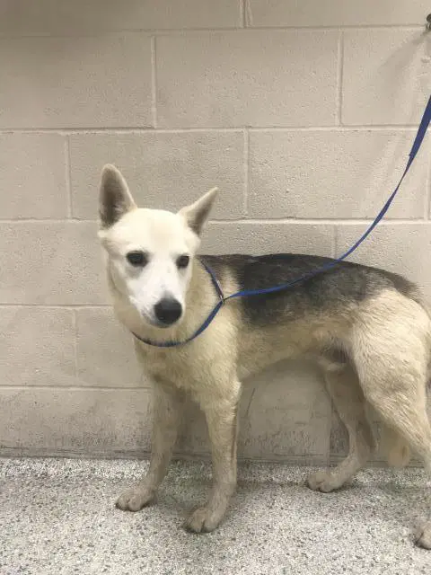 Ford - German Shepherd Dog