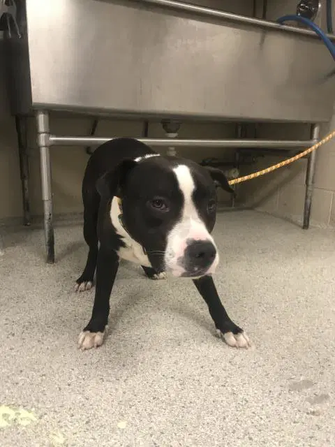 Zig - Pit Bull Terrier