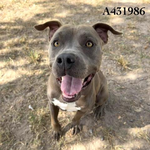 ZAG, a dog for adoption from Montgomery County Animal Service Center