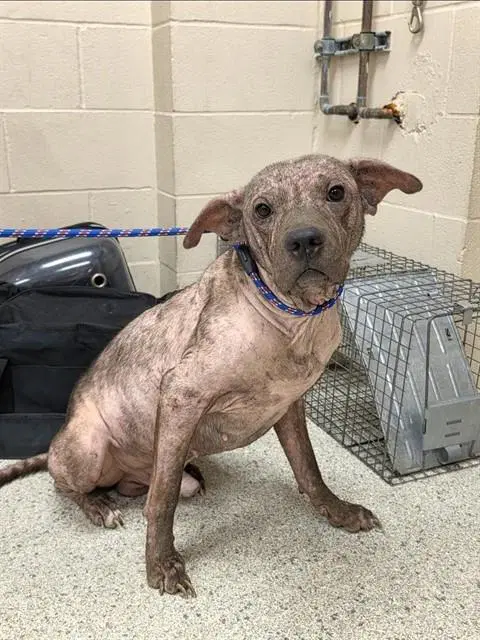 Buzz - Pit Bull Terrier