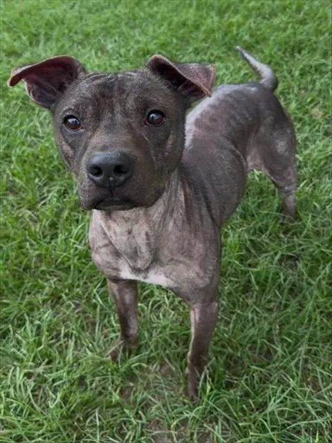 Buzz - Pit Bull Terrier