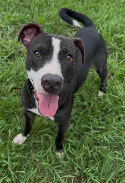 Woody - Pit Bull Terrier
